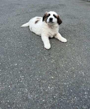 Schäferhund - Bernhardinerwelpen