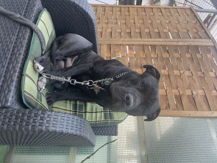 Maddox sucht ein zu Hause