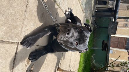 Maddox sucht ein zu Hause