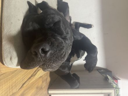 Maddox sucht ein zu Hause