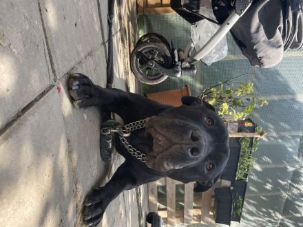 Maddox sucht ein zu Hause