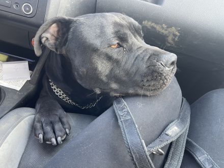 Maddox sucht ein zu Hause