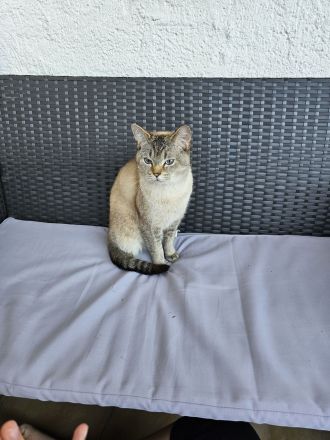 Deckkater BKH Silver Shaded