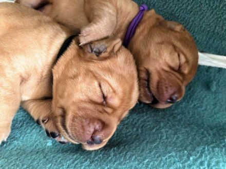 reinrassige Labrador Welpen in schwarz und foxred ab September abgabebereit