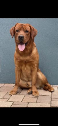 reinrassige Labrador Welpen in schwarz und foxred ab September abgabebereit