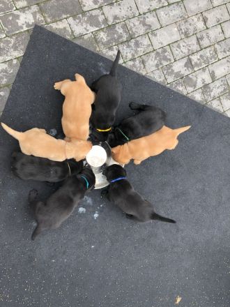 reinrassige Labrador Welpen in schwarz und foxred ab September abgabebereit