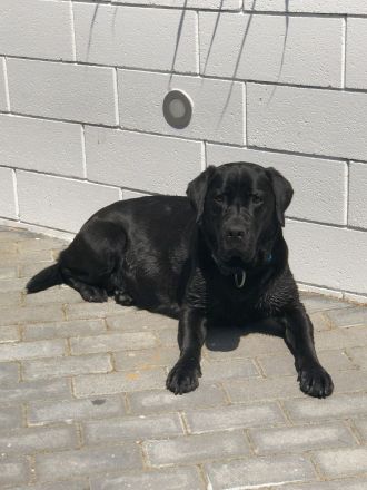 reinrassige Labrador Welpen in schwarz und foxred ab September abgabebereit