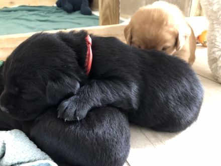 reinrassige Labrador Welpen in schwarz und foxred ab September abgabebereit