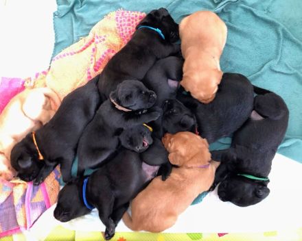 reinrassige Labrador Welpen in schwarz und foxred ab September abgabebereit