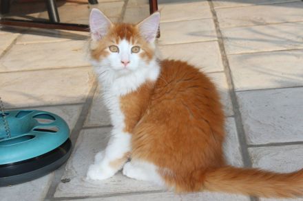 XL Maine Coon