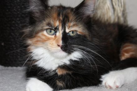 XL Maine Coon
