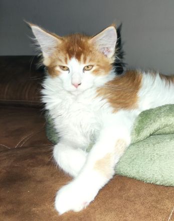 XL Maine Coon