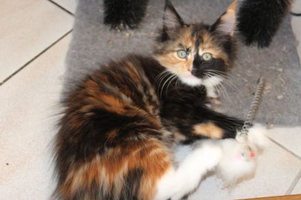 XL Maine Coon