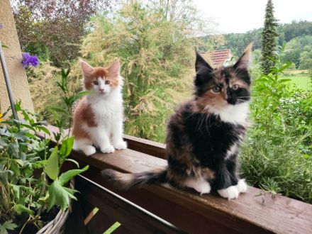 XL Maine Coon