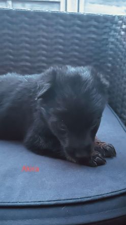 Malinois Schäferhund Mix