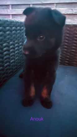 Malinois Schäferhund Mix