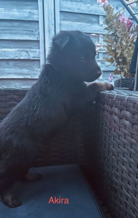 Malinois Schäferhund Mix