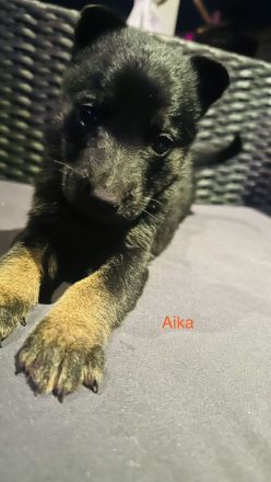 Malinois Schäferhund Mix