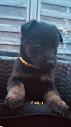 Malinois Schäferhund Mix