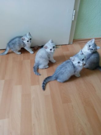 4 Süße BKH Kitten