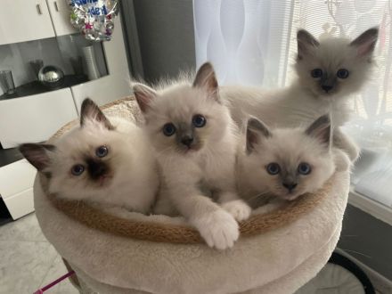 Heilige Birma Babys suchen ihr Zuhause