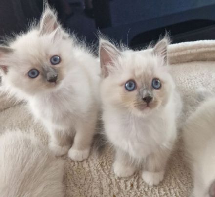 Heilige Birma Babys suchen ihr Zuhause