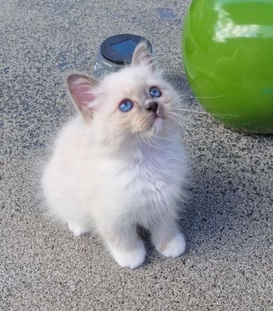 Heilige Birma Babys suchen ihr Zuhause