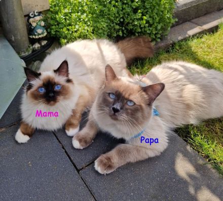 Heilige Birma Babys suchen ihr Zuhause