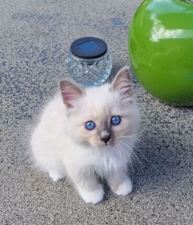 Heilige Birma Babys suchen ihr Zuhause