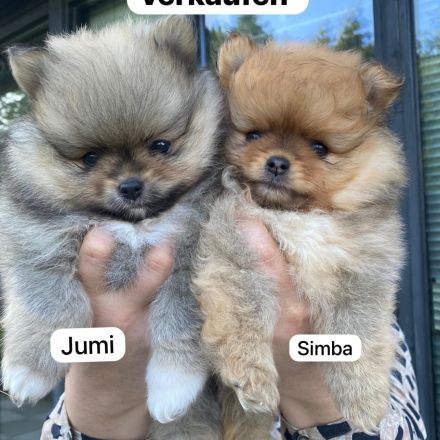 Zwergspitz - Welpen mit Ahnentafel