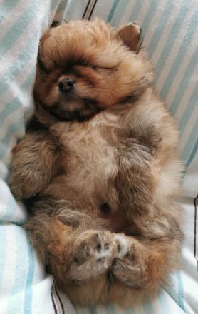 Zwergspitz - Welpen mit Ahnentafel