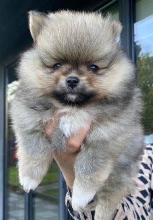 Zwergspitz - Welpen mit Ahnentafel