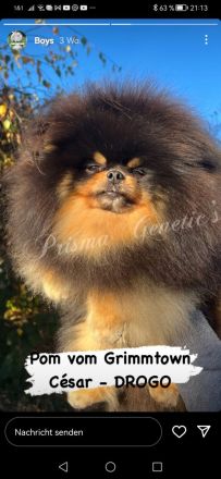 Zwergspitz - Welpen mit Ahnentafel