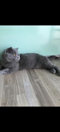 Deckkater Bkh im Blau