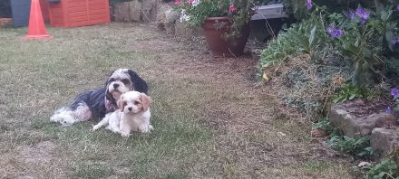 Cavalier/Malteser Welpen