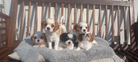 Cavalier/Malteser Welpen
