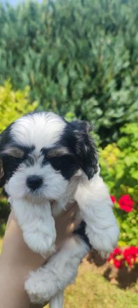 Cavalier/Malteser Welpen