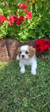 Cavalier/Malteser Welpen
