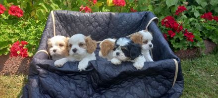 Cavalier/Malteser Welpen