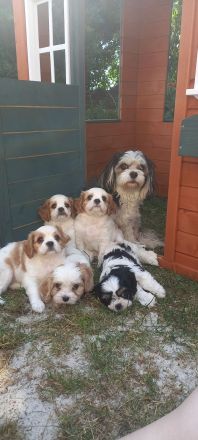 Cavalier/Malteser Welpen