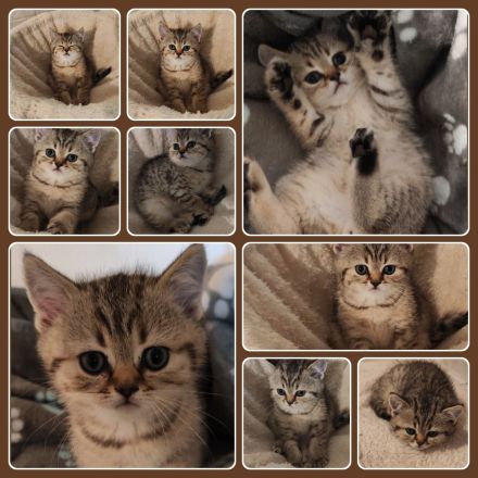 Britisch Kurzhaar (BKH) Kitten