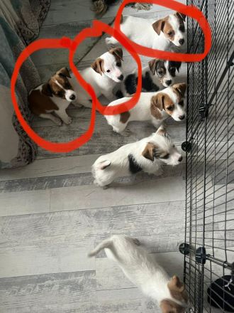 Jack Russell Terrier Welpen