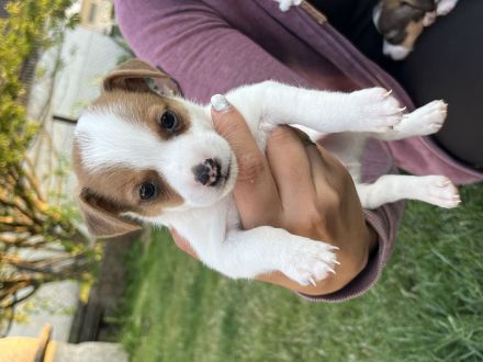 Jack Russell Terrier Welpen