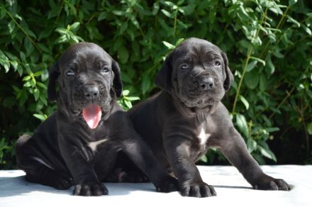 FILA BRASILEIRO - welpen mit FCI papiere