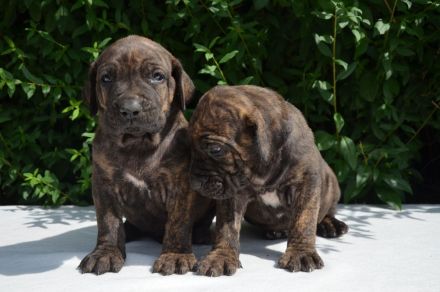 FILA BRASILEIRO - welpen mit FCI papiere
