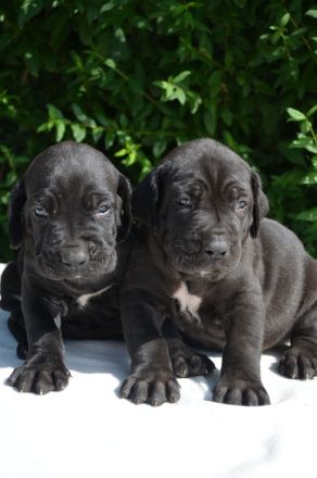 FILA BRASILEIRO - welpen mit FCI papiere