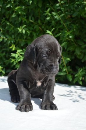 FILA BRASILEIRO - welpen mit FCI papiere