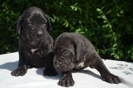 FILA BRASILEIRO - welpen mit FCI papiere