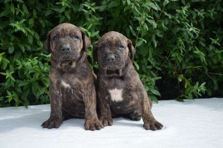 FILA BRASILEIRO - welpen mit FCI papiere