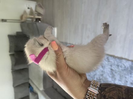 Siam kitten reinrassig